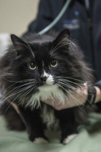 A long-haired black and white cat getting examined by a veterinarian.