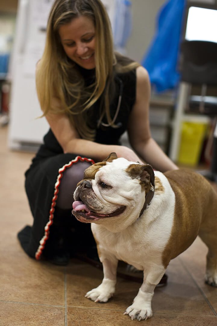 A young lady sits with a bull dog.