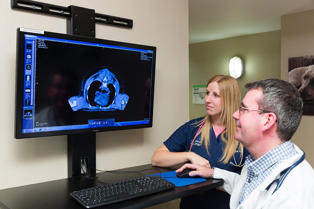 Two veterinarians look at diagnostic imagining on a computer screen