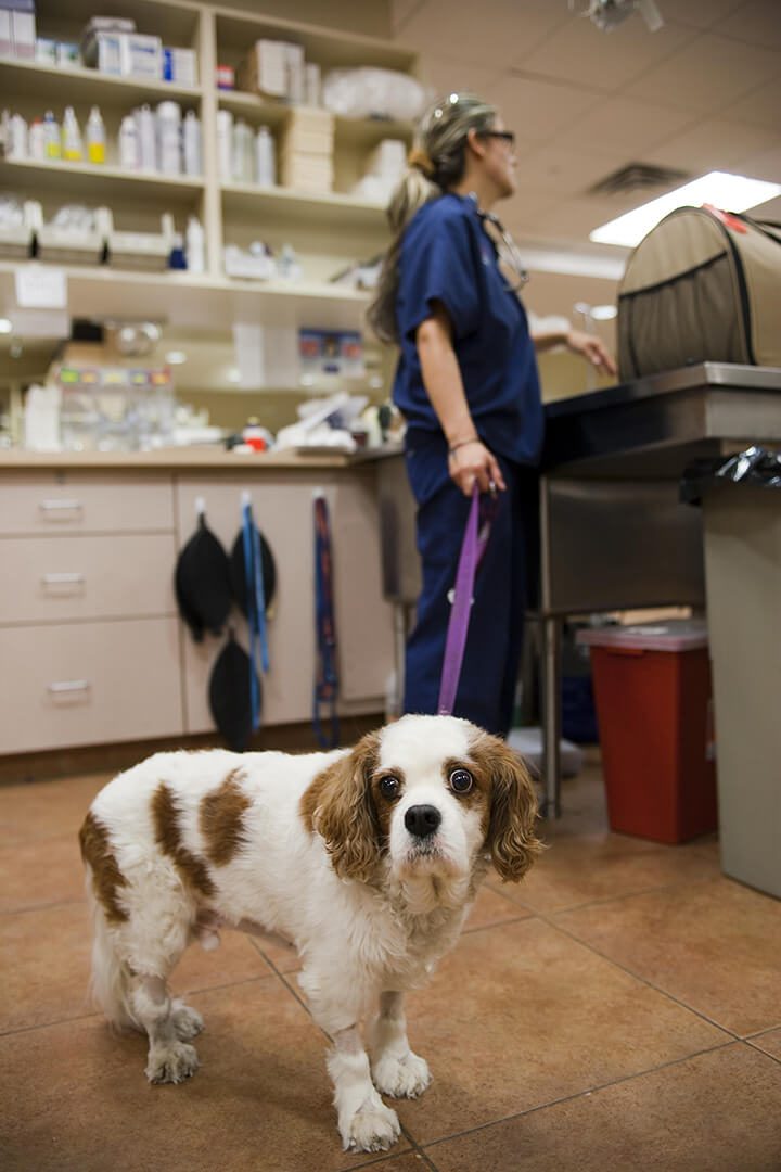A small tan and white dog on a leash waits to be examined by a BluePearl vet.