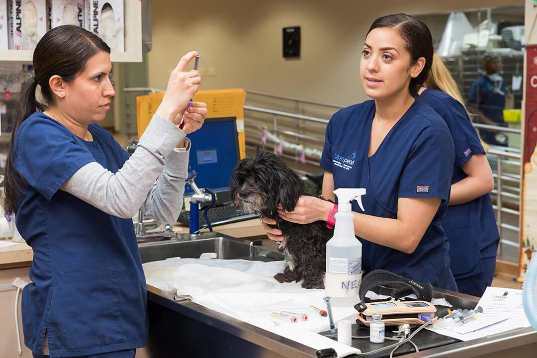 Two vets give a small black dog medication.