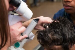 A veterinary ophthalmologist examines a black dog's eye.