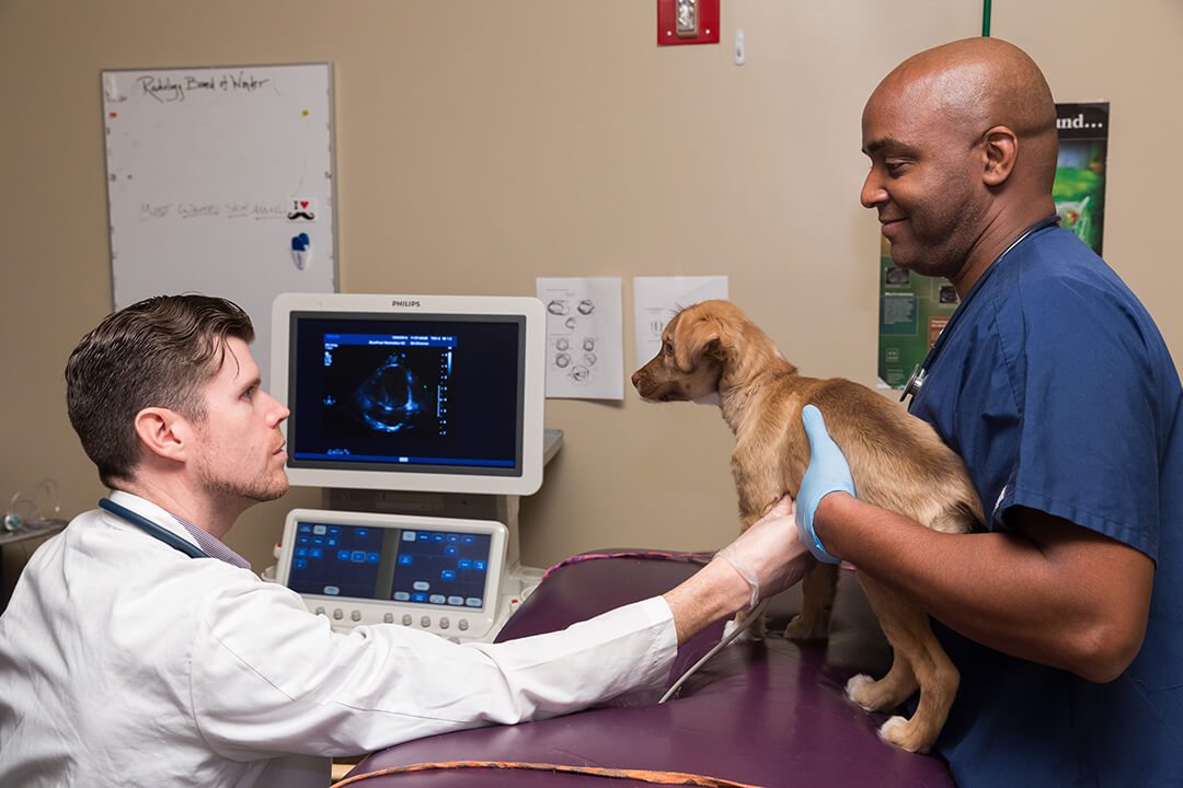 Two male vets prepare a dog for diagnostic imaging.
