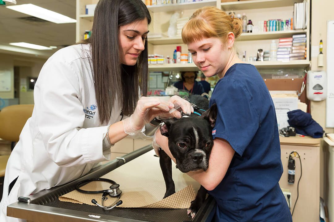 Two female veterinarians take a sample from a French bulldog.