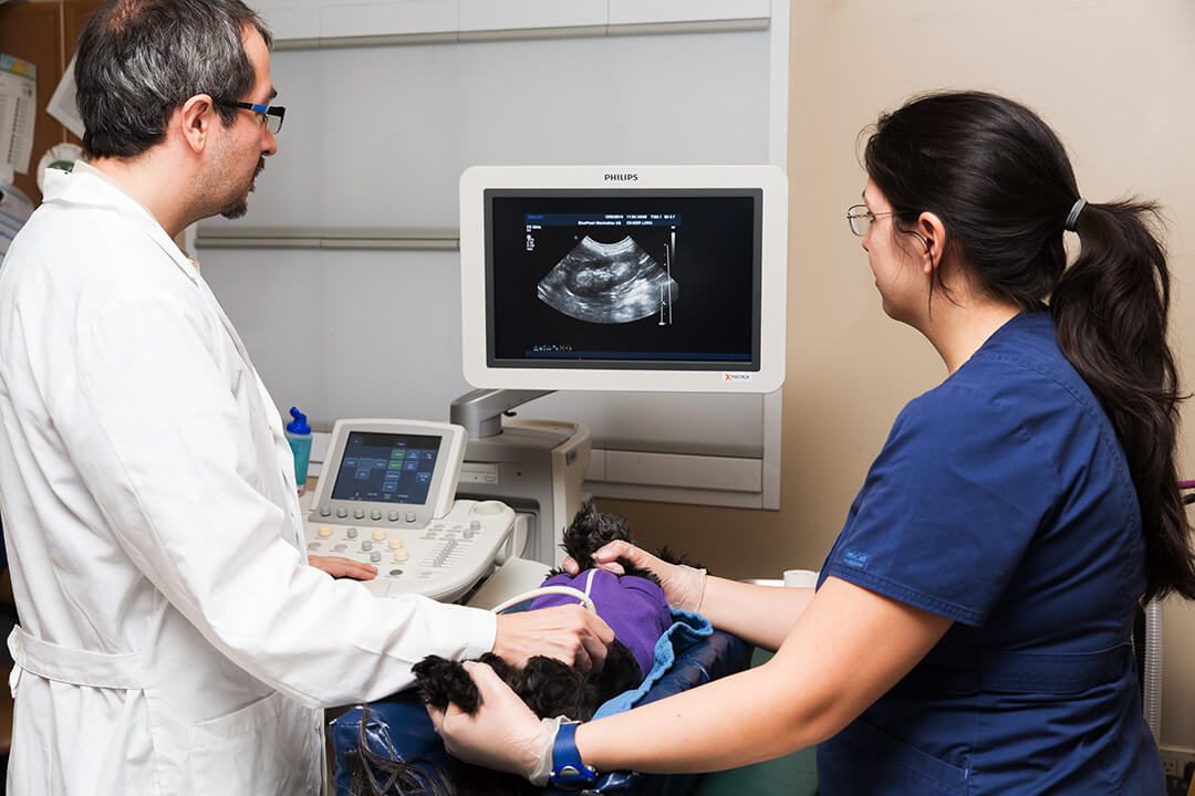 Two veterinarians perform an ultrasound on a small black dog.