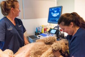 Canine Ultrasound