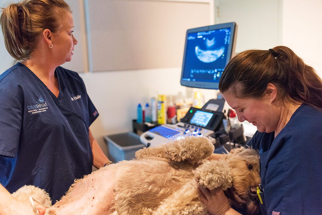 Two veterinarians take an ultrasound of a large curly-haired dog.