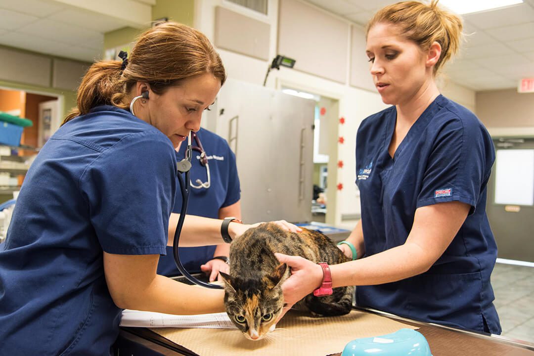 Two Veterinarians hold a calico cat on a table and listen to its heartbeat with a stethoscope.