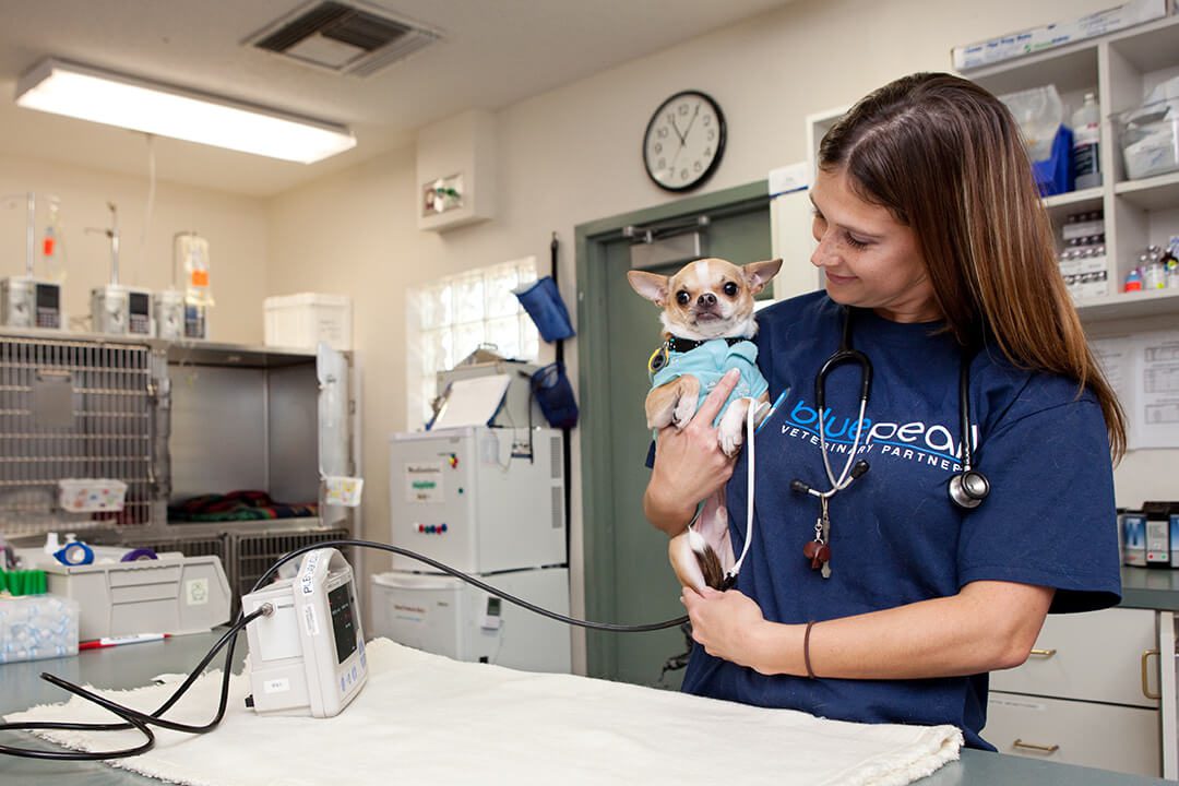 Veterinarian holds a small bond chihuahua.