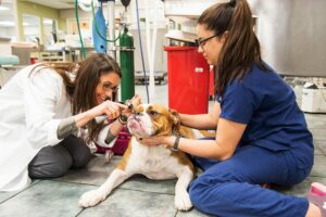 A BluePearl vet examines a dog's eat while a vet tech helps.