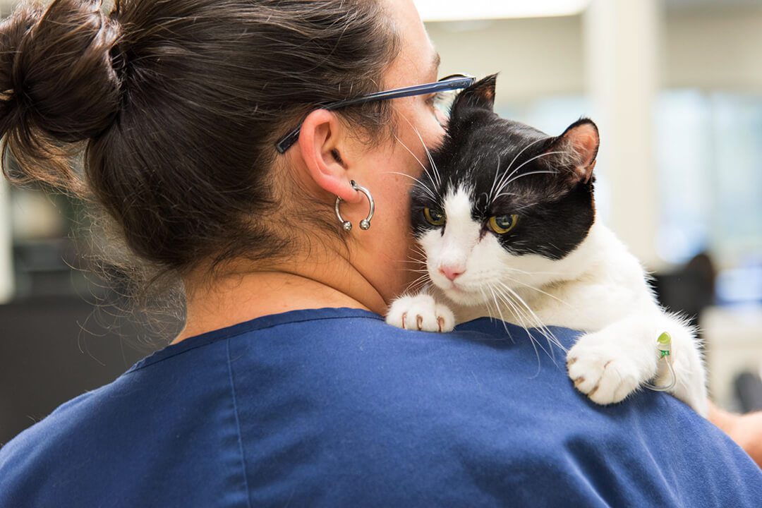 BluePearl Veterinarian holds a black and white cat on her shoulder.