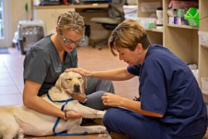 BluePearl vets comfort a dog while sitting with it on the exam room floor.