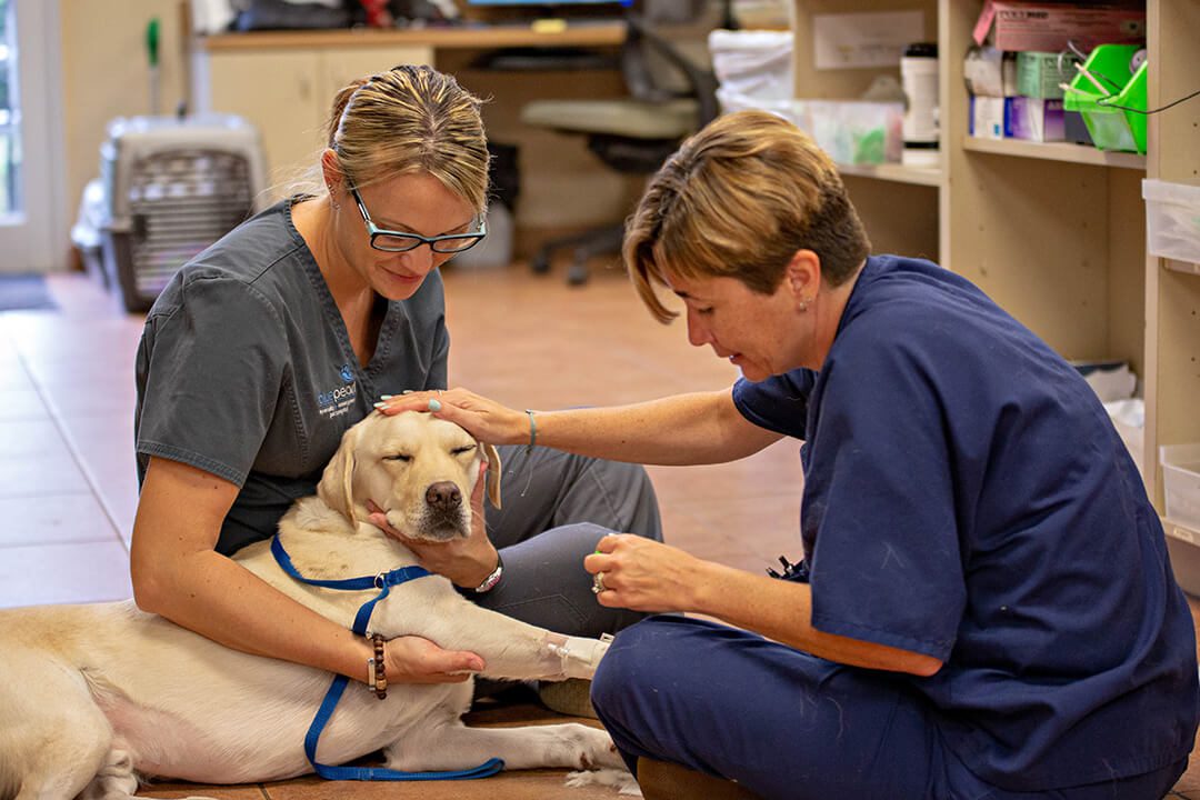 Two veterinarians sit with a Labrador on the floor while giving him mediation.