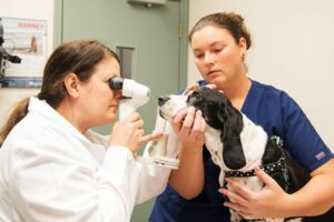 is there a test for epilepsy in dogs