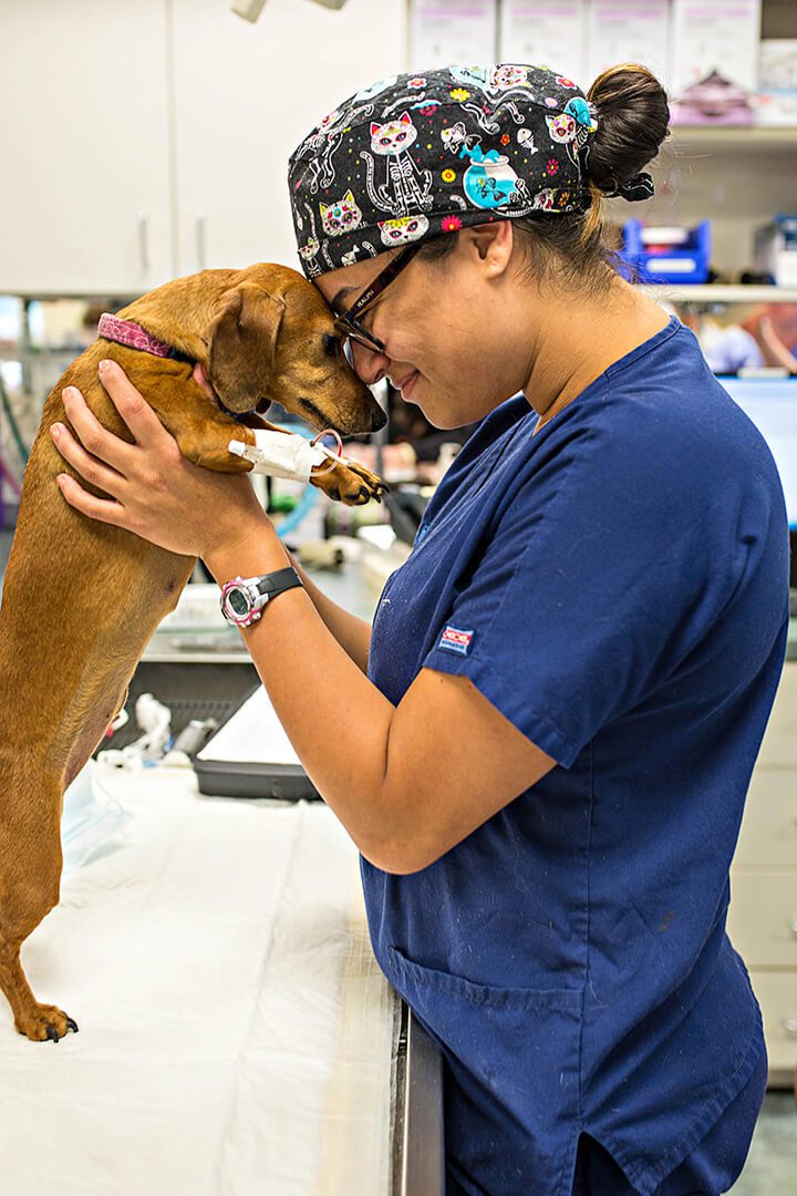 A female vet holds up a small dog and touches its head with hers.