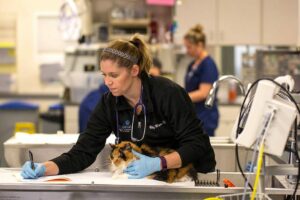 A female vet holds a cat on a table while writing notes.