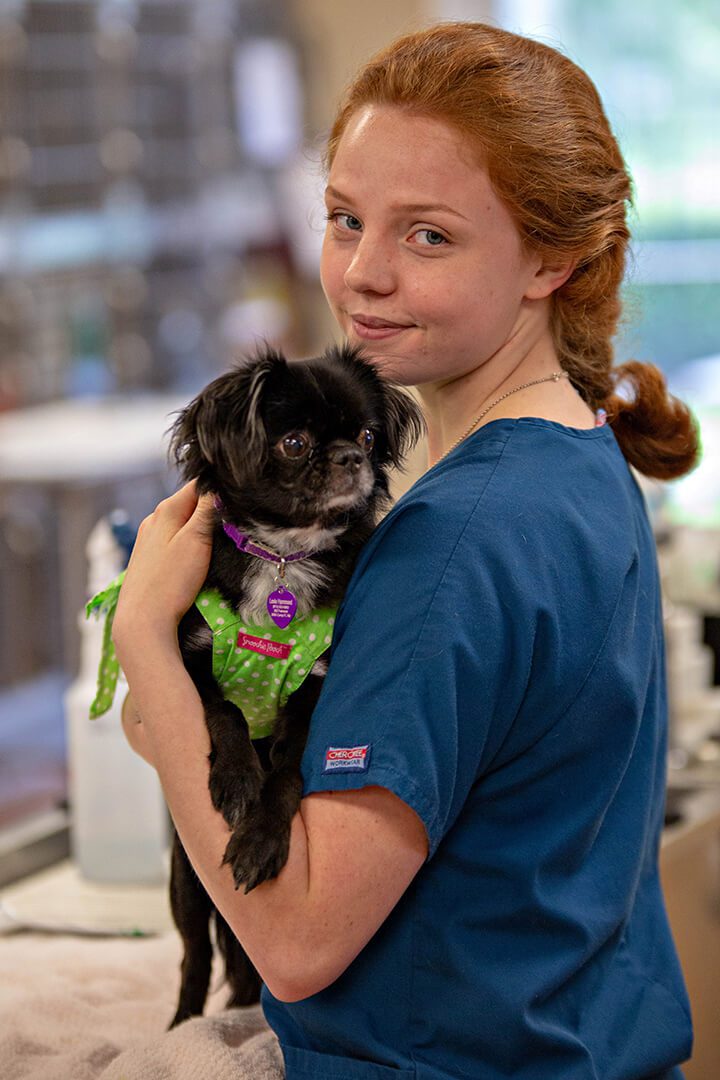 Female veterinarian holds a small black dog.
