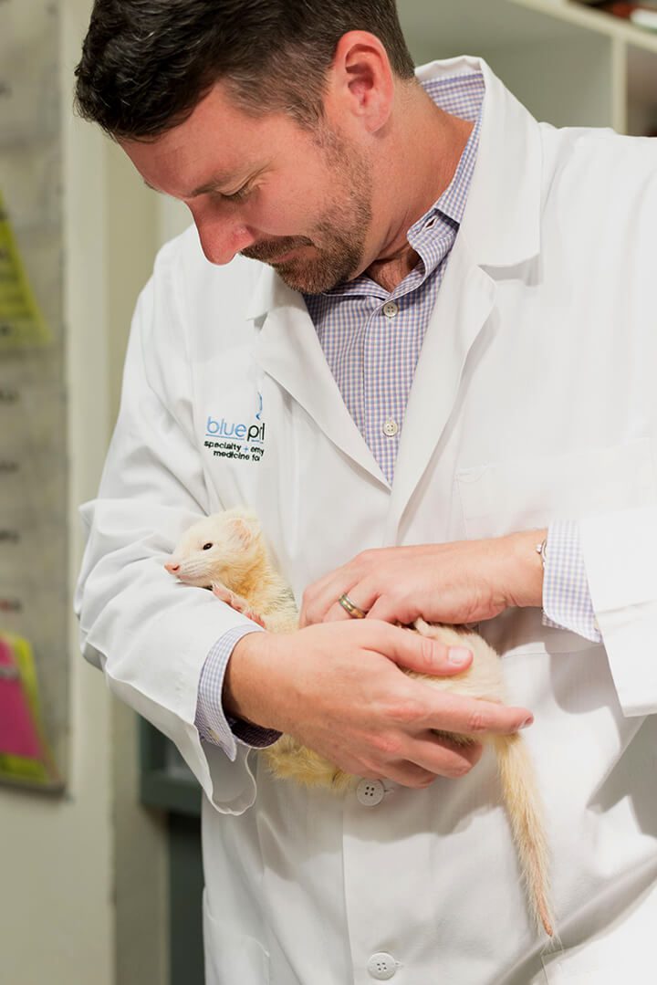 A male veterinarian holds a white ferret.