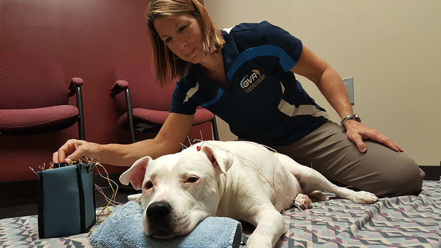 A white dog receives acupuncture treatment from a therapist.