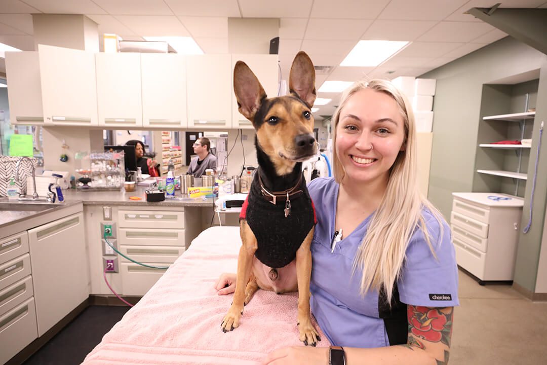 A blond vet tech stands next to a dog sitting on an exam table.