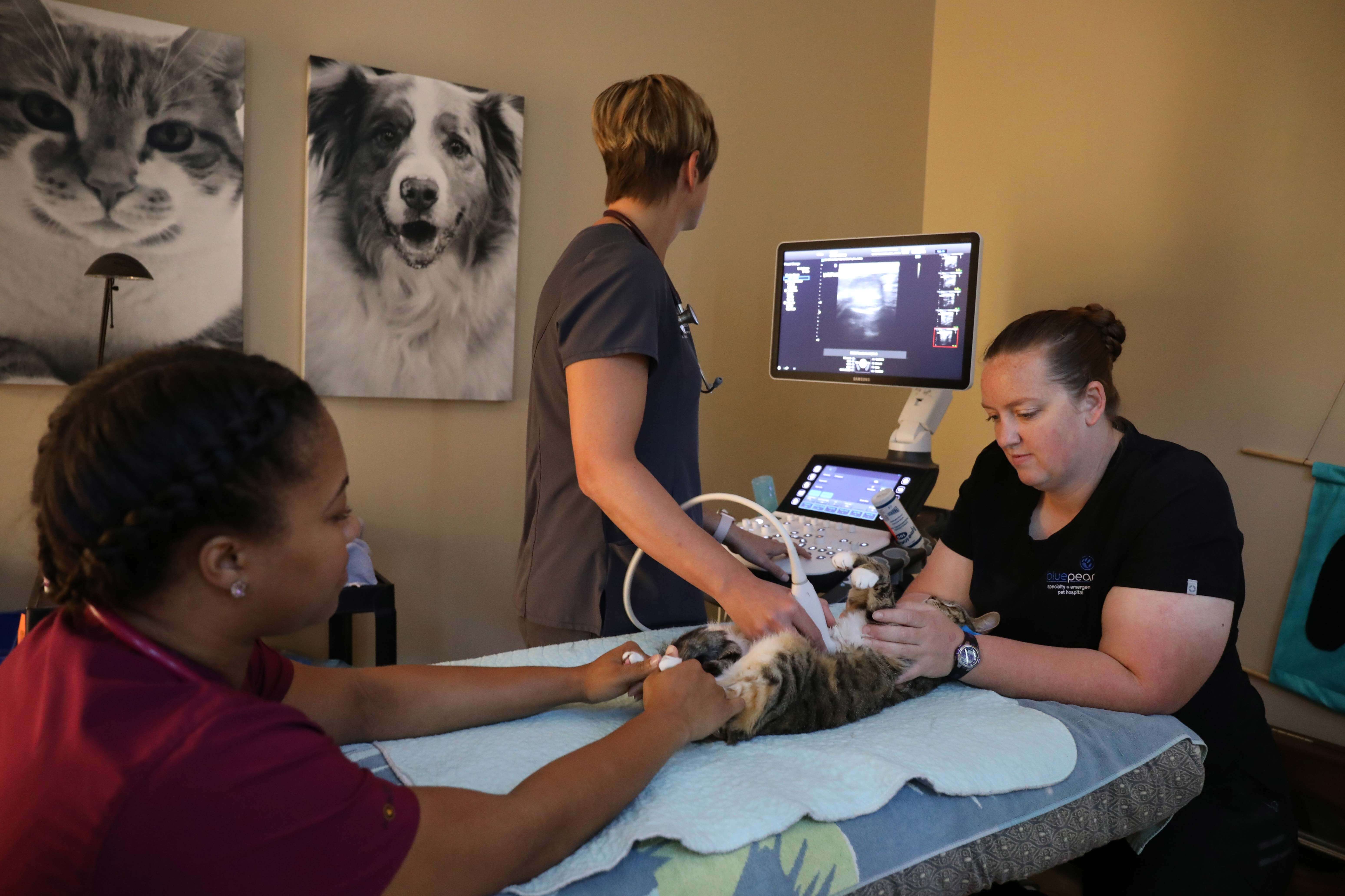 A doctor, vet tech, and intern perform an ultrasound on a cat.