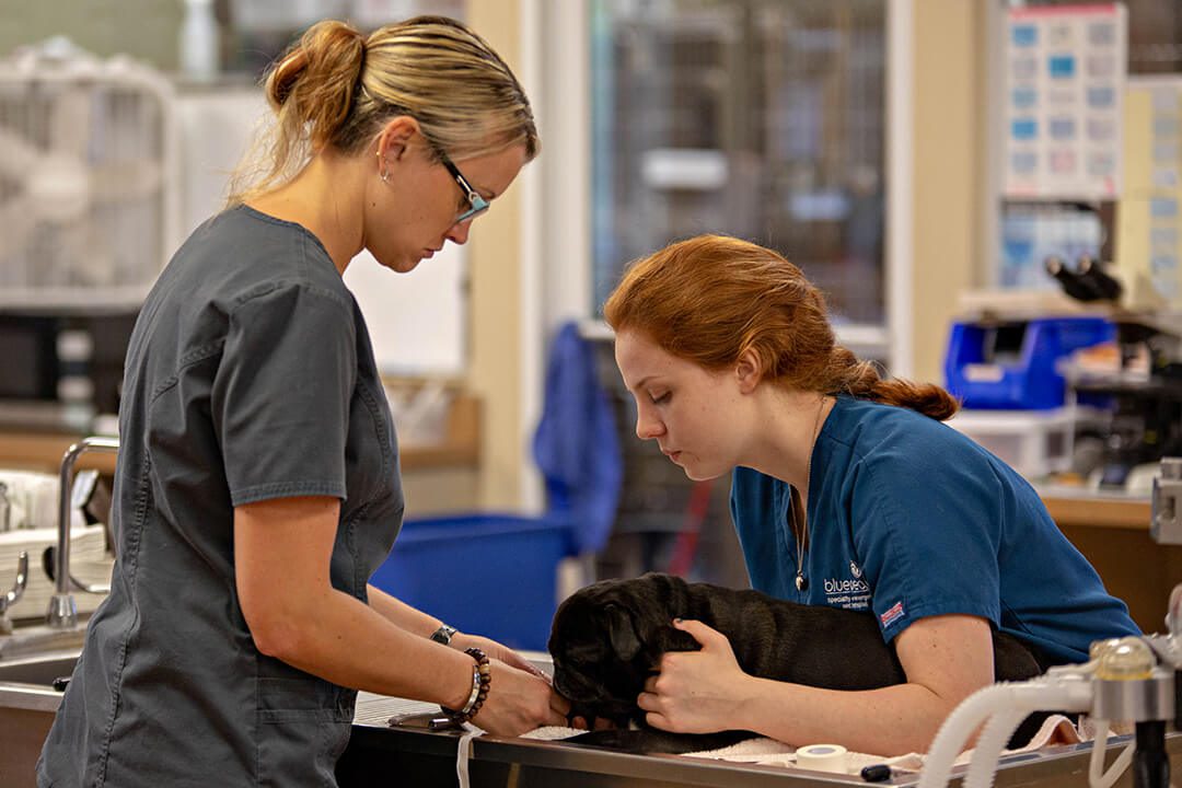 two veterinarians with small black dog