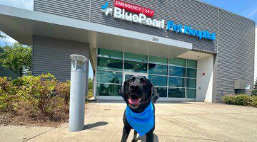 An exterior shot of the BluePearl Pet Hospital in Brentwood, Tennessee shows the front door with a black lab dog wearing a blue bandana in the foreground.