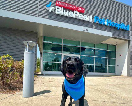An exterior shot of the BluePearl Pet Hospital in Brentwood, Tennessee shows the front door with a black lab dog wearing a blue bandana in the foreground.