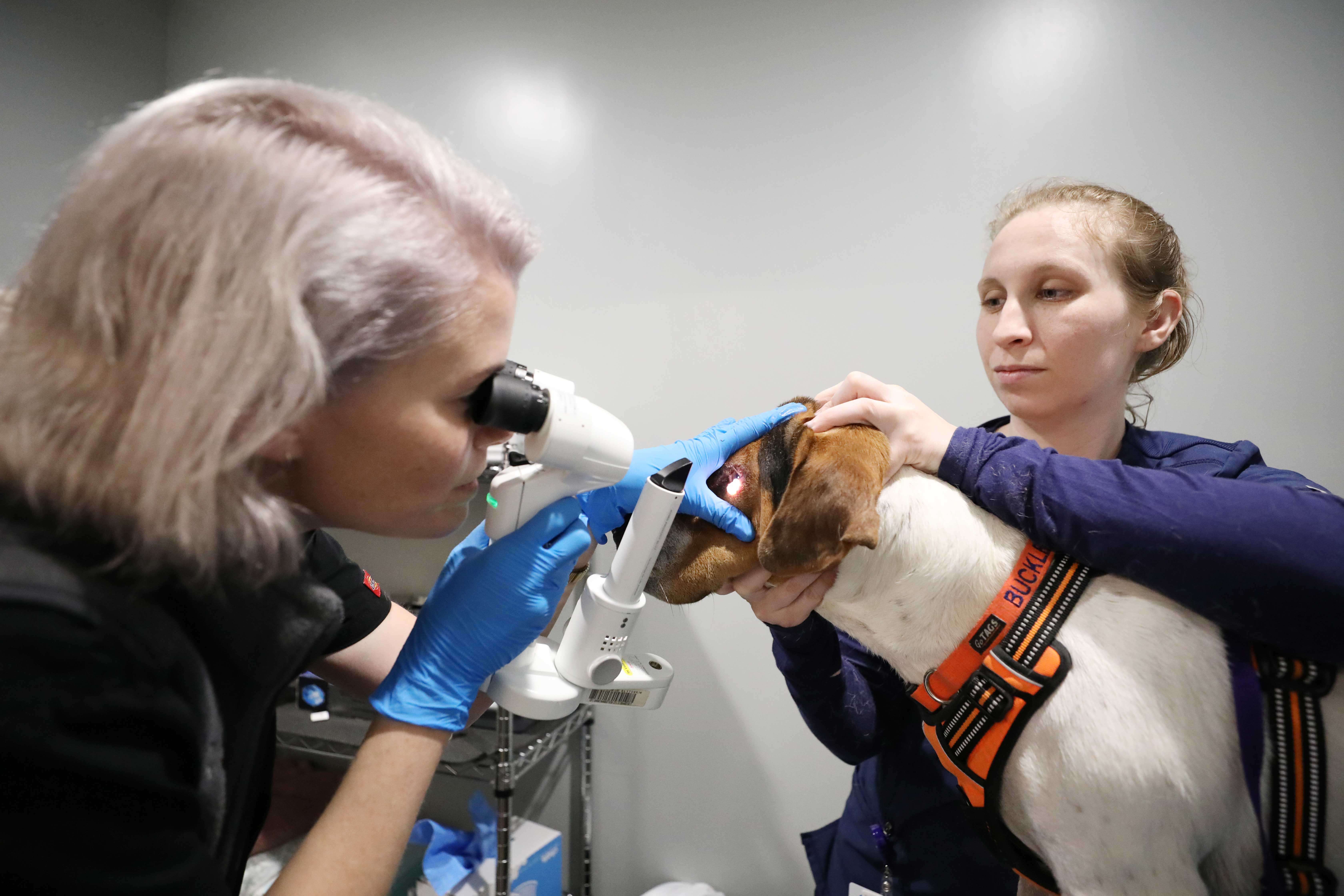 A female ophthalmologist uses an instrument to look into a dog's eye.