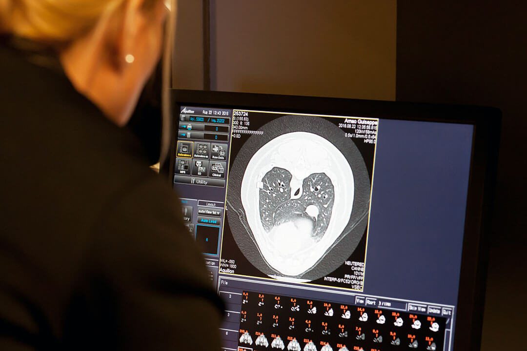 A veterinarian looks at diagnostic imaging on a computer screen.