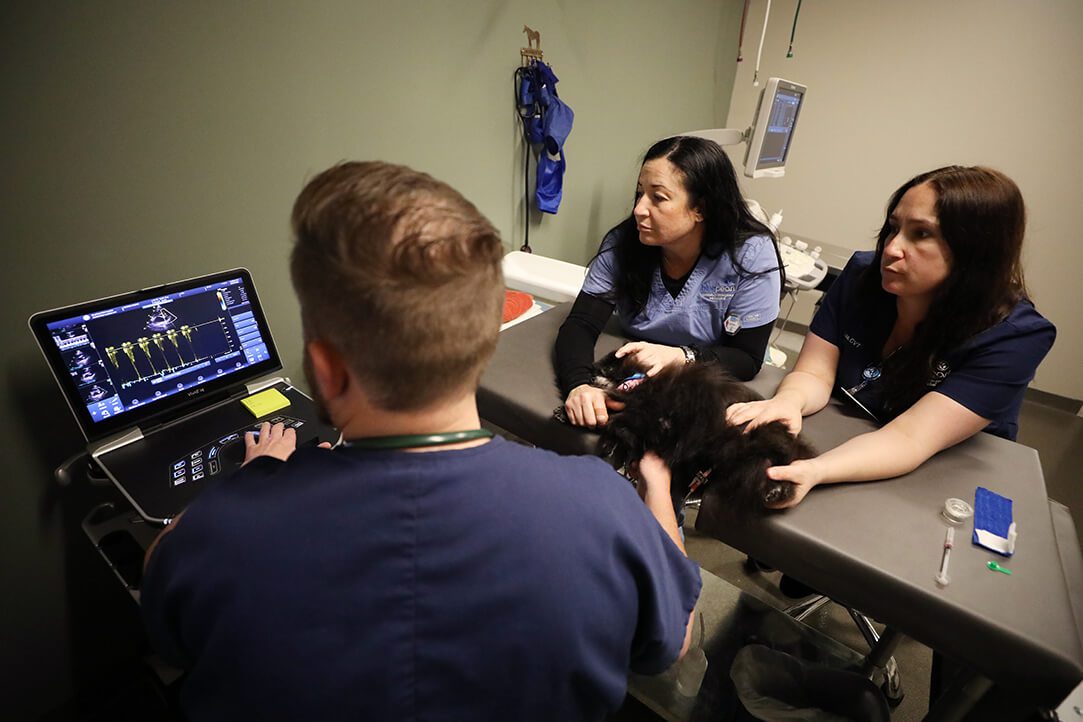 Two technicians hold a tiny black Pomeranian on a table while the veterinarian performs an echocardiogram.