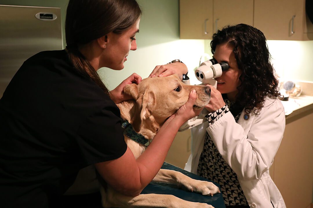 Two female veterinarians examine a Golden Retriever's eyes.