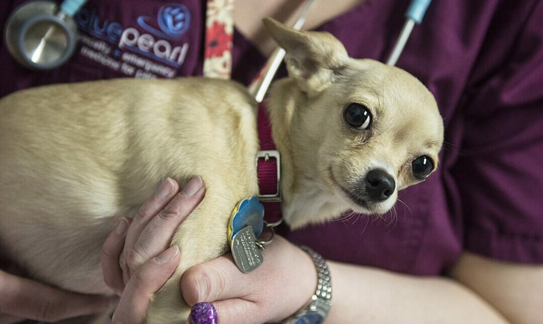 A veterinarian holds a small blond chihuahua.