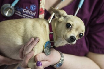 A veterinarian holds a small blond chihuahua.