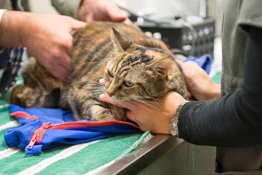 Two veterinarians examine a brown cat on a table.
