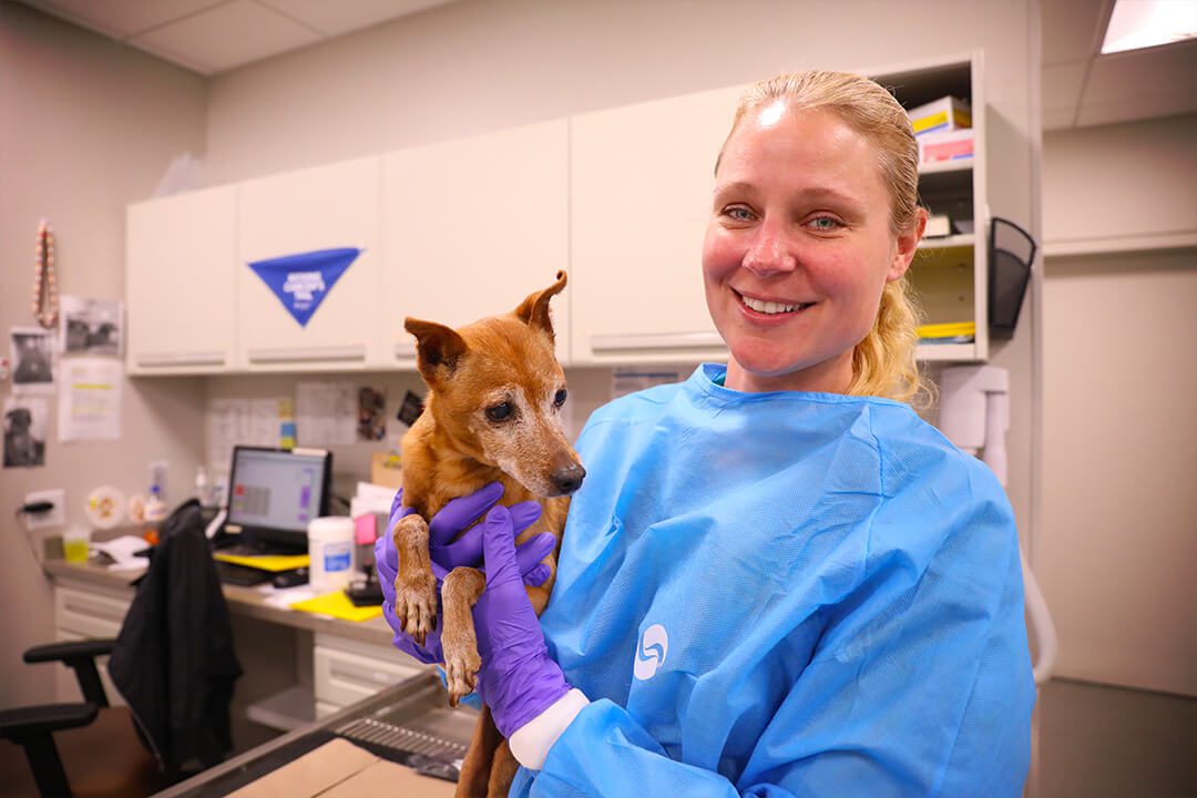 Smiling vet tech holds a small brown dog.
