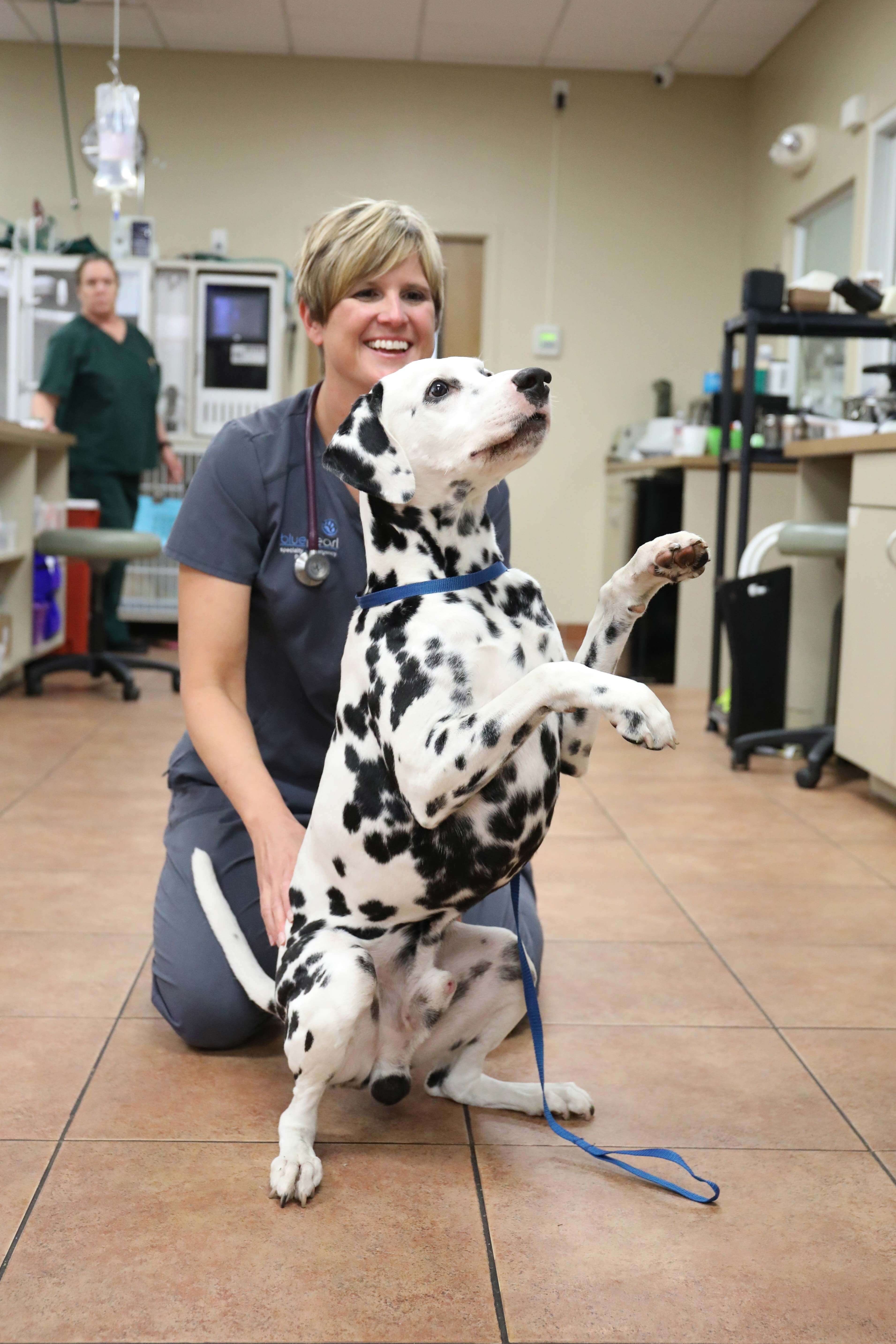 A female veterinarian kneels next to a sitting Dalmatian.