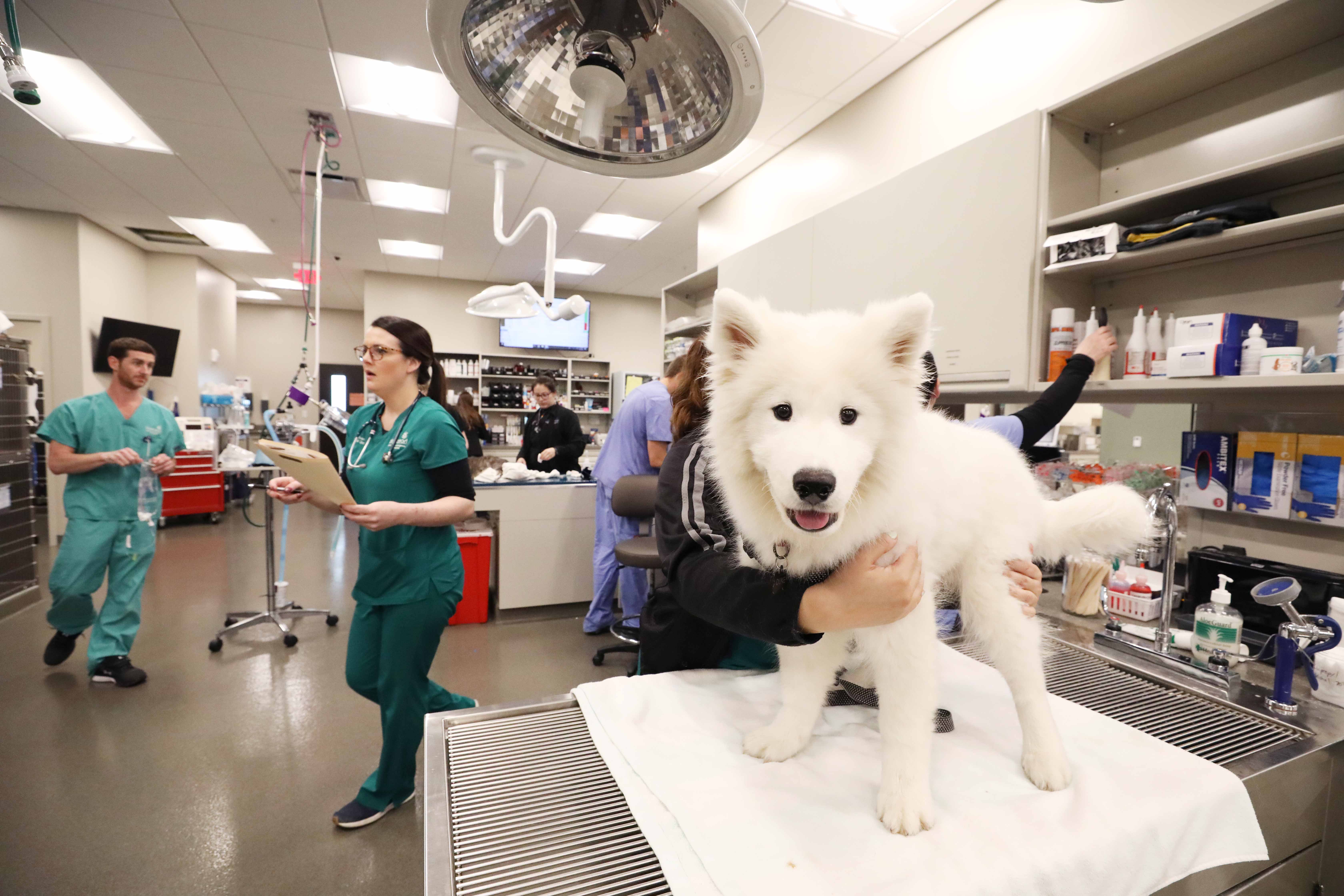 A white Akita puppy is positioned on a table while vets are in the background.