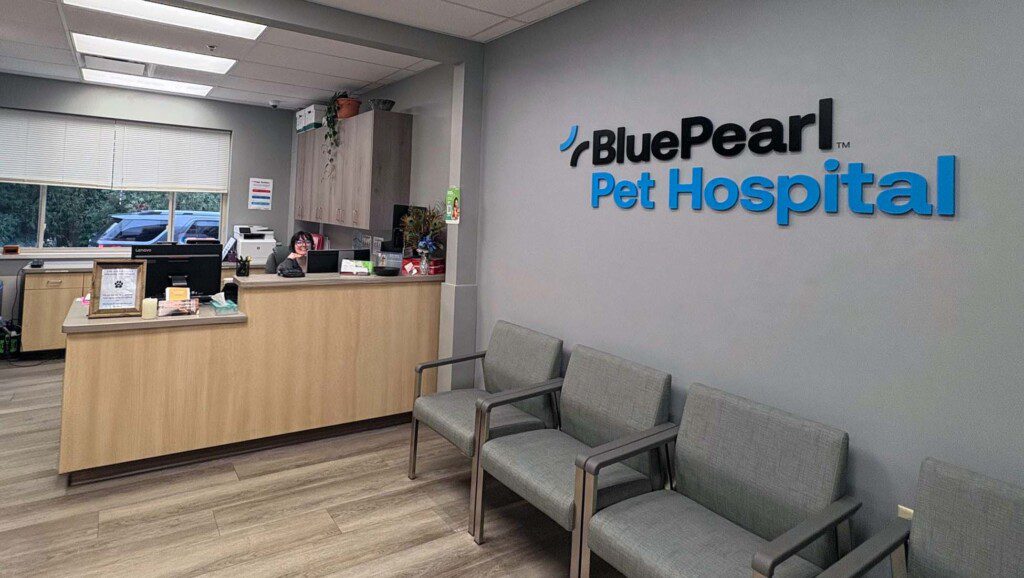 A well-lit lobby with a reception desk, chairs, and a logo on the wall that says, "BluePearl Pet Hospital."