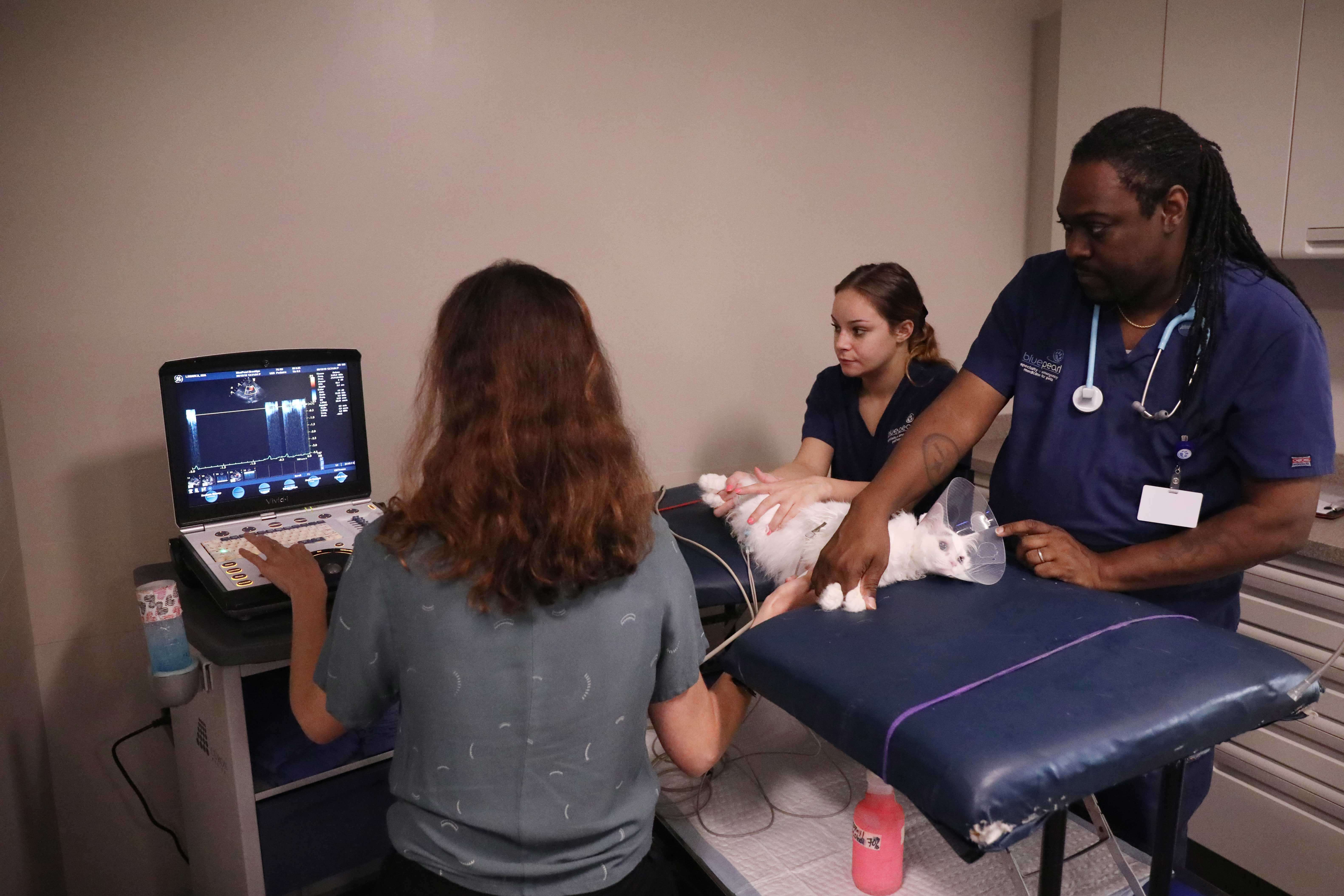 A team of three performs an echocardiogram on a white cat.