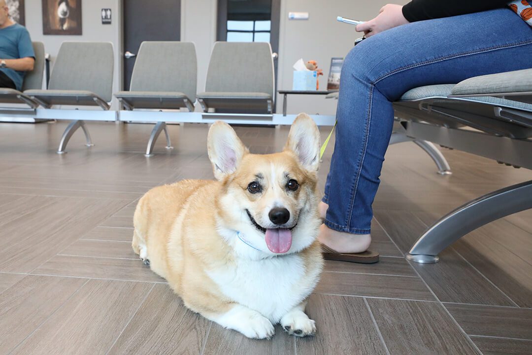 A happy Corgi waits on the floor by his owner's feet.