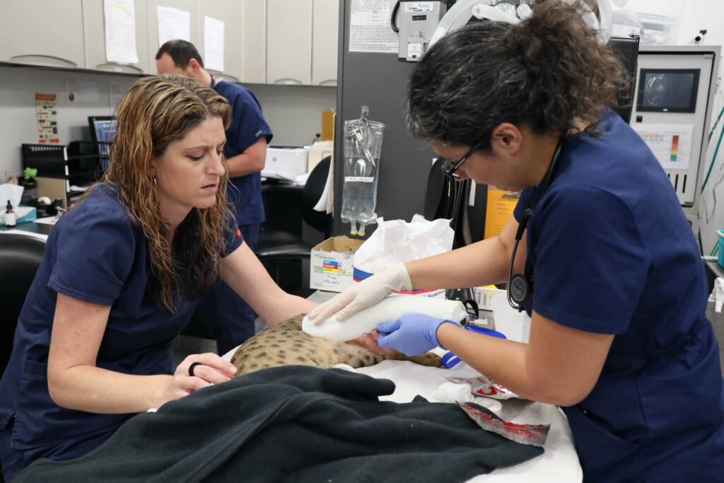 Two vets bandage a cat's paw.