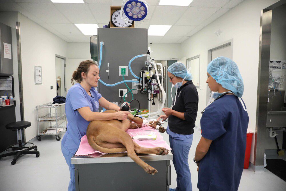 A team of vet techs prepare a dog on a table for surgery.