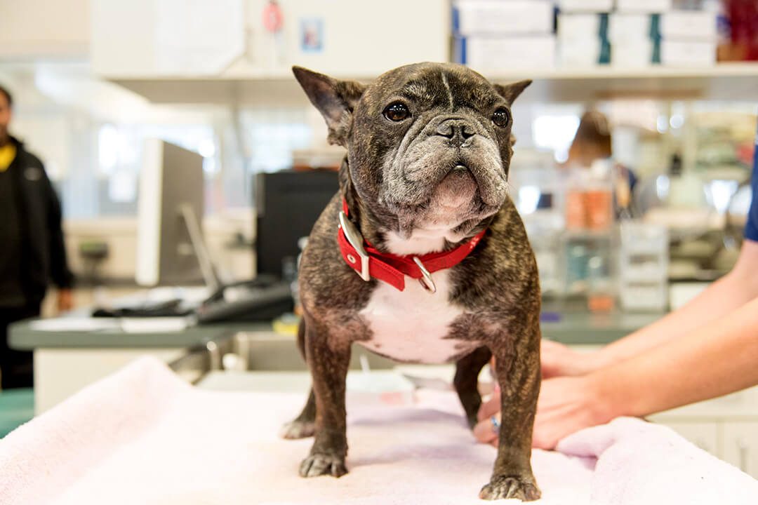 French Bull dog stands on treatment table in BluePearl pet hospital.
