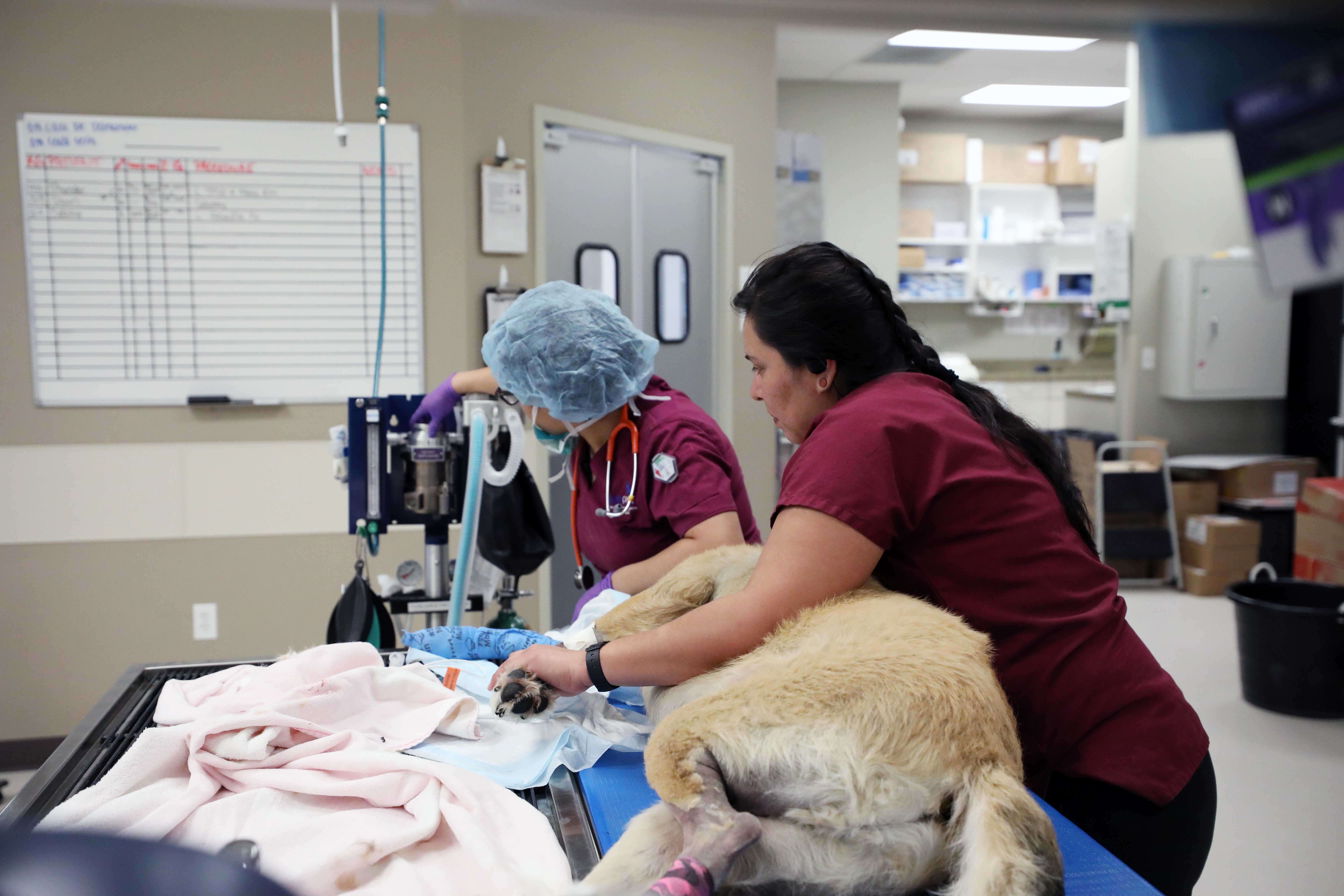 Two vets prepare a dog for surgery.