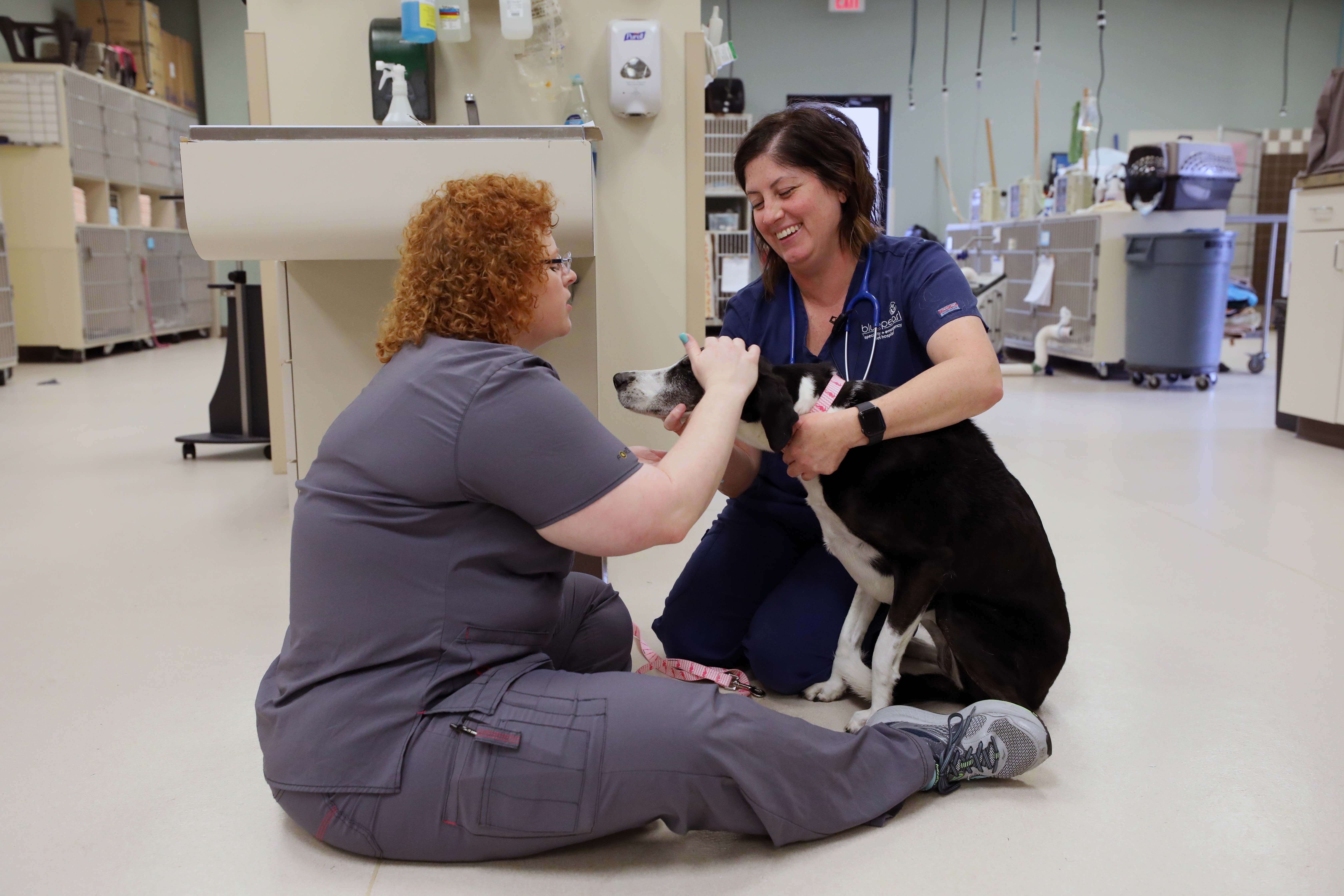 Two female vets sit on the floor with a black and white dog in a pet hospital.