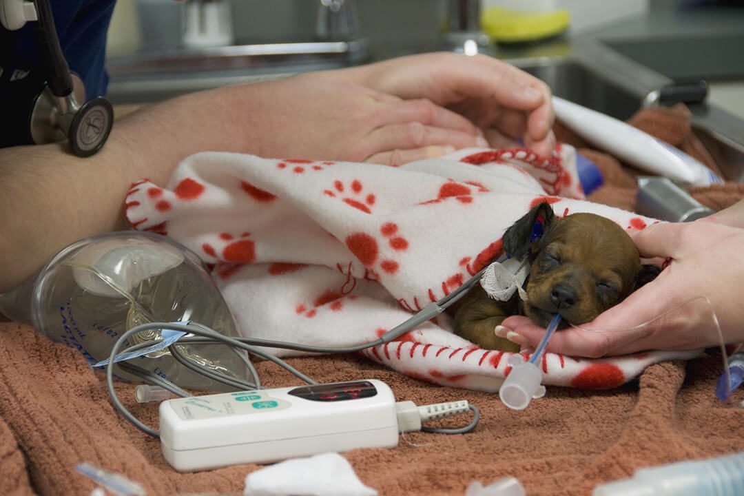 A tiny puppy is connected to fluids and wrapped in a blanket.