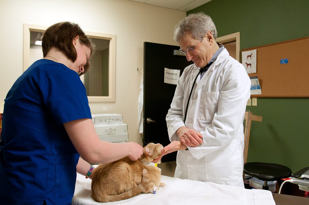 Two veterinarians look at orange cat on a table.