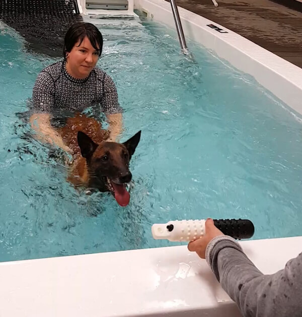 A technician helps a dog to swim in a pool.