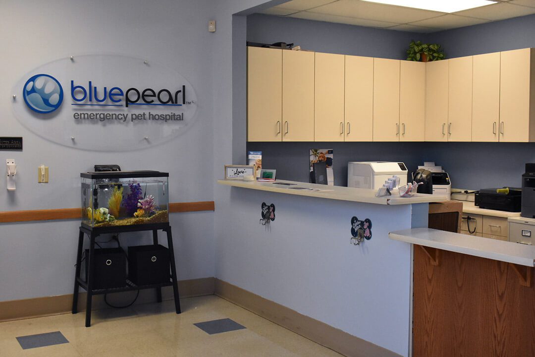 After Hours Vet | Rochester, MN | BluePearl Pet Hospital